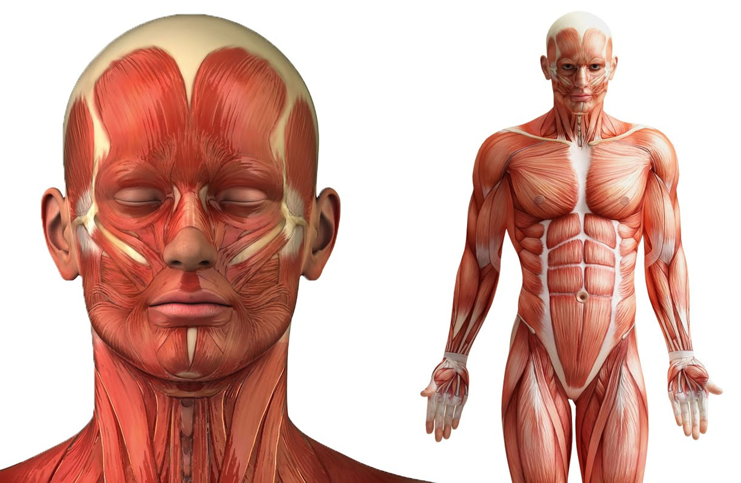 Анатомия человеческого тела